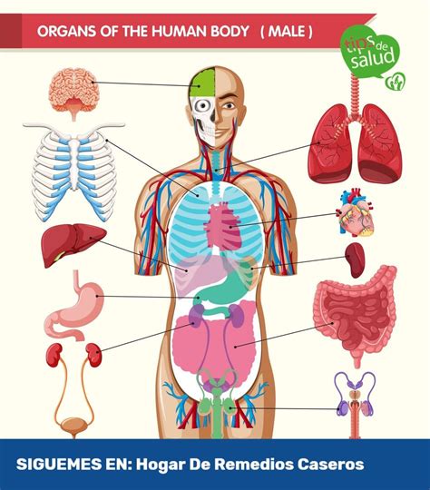 Diagram Of Man's Internal Organs - Internal Organs Locations | Bodewasude