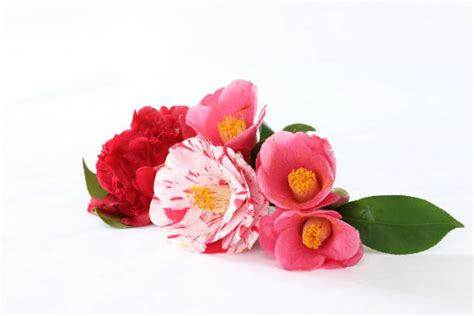 850+ Camellia Wedding Bouquet Stock Photos, Pictures & Royalty-Free ...