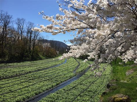 Spring Scenery In Japan - Cherry Blossoms (SAKURA ) Blooms All Over the ...