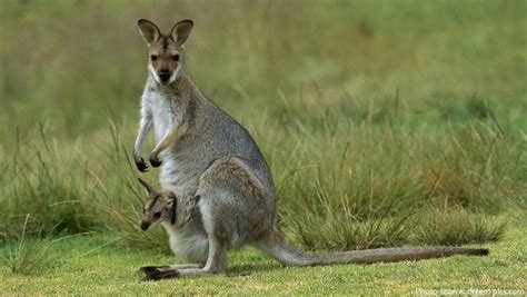 Interesting facts about wallabies | Just Fun Facts