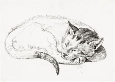 Sketch Of A Sleeping Cat 1 Nature Poster Print | metal posters ...