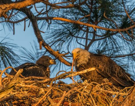 140+ Eagle Feeding Chicks In Nest Stock Photos, Pictures & Royalty-Free ...