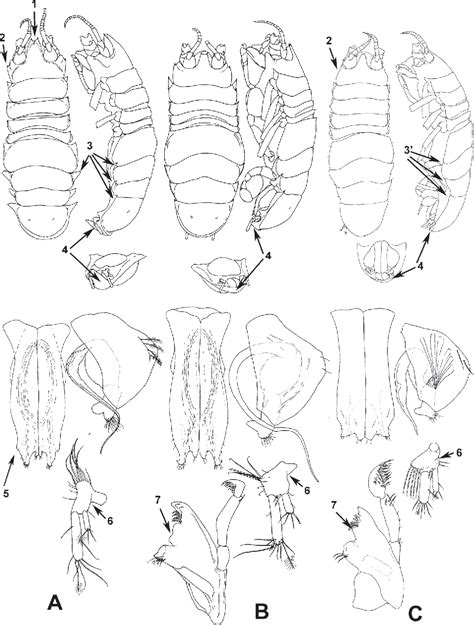 Figure 1 from Dubinectes infirmus, a new species of deep-water ...