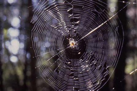 Myth: Orb or round spider webs are "normal" | Burke Museum