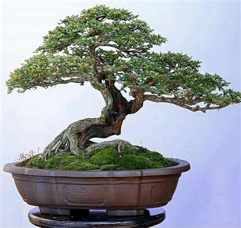 Pin by Bens Gardening Corner on Bonsáis | Indoor bonsai tree, Indoor ...