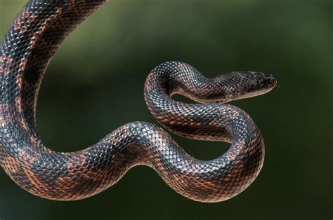 Western Rat Snake (Sugar Lake: Snakes) · iNaturalist