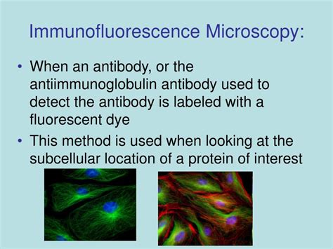 PPT - Immunofluorescence Microscopy PowerPoint Presentation, free ...