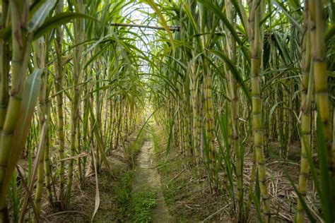 Weed Management in Sugarcane Farming: How to Control with Organic ...