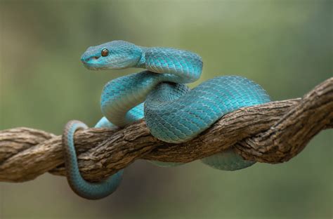 15 Types of Blue Snakes With Pictures - More Reptiles