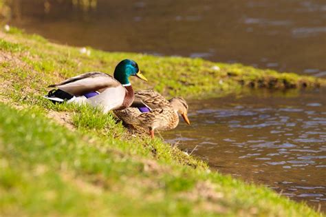 Free Images : nature, pond, wildlife, wild, fauna, feeding, bank, duck ...