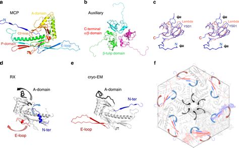 The major capsid and auxiliary proteins a Cartoon representation of the ...