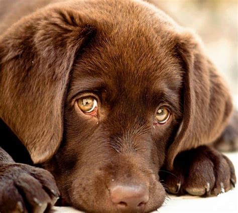 Chocolate lab puppy | Perros, Perro labrador, Cachorros adorables