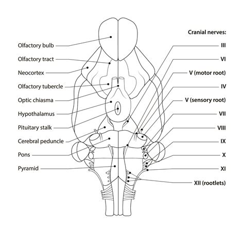 Rat Brain Anatomy — SLK ART