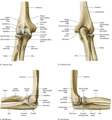 Osteochondritis Dissecans | Sport Med School