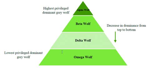 Wolf Pack Hierarchy Chart