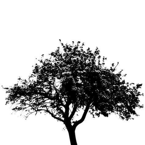 Premium Vector | Vector tree silhouettes black and white illustration