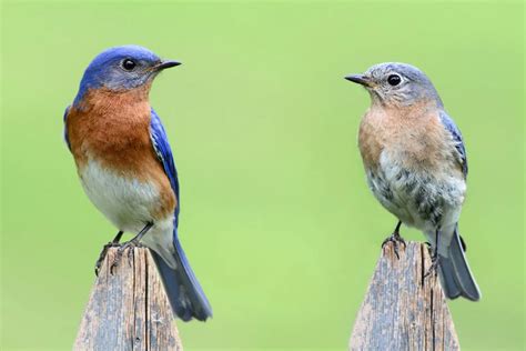 Top 20 Backyard Birds in Oklahoma (Free Picture ID Printable) - Bird ...