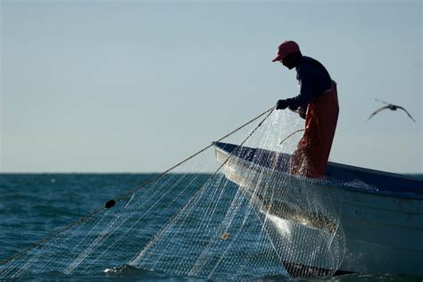 Help save the Vaquita | WWF