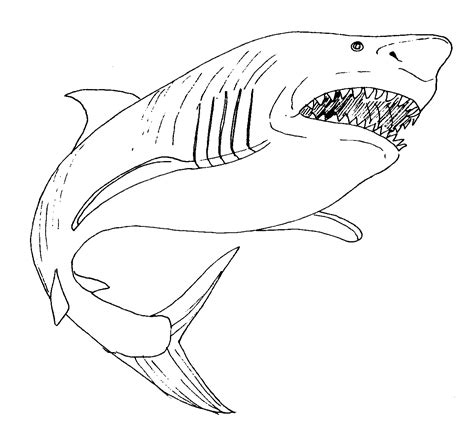 Free Printable Shark Coloring Pages For Kids - Animal Place