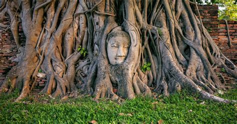 Buddha head in fig tree at Wat Mahathat, Ayutthaya historical park ...