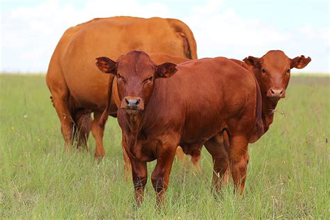 Bonsmara Cattle - Karoo Livestock Exports