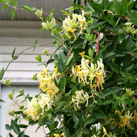 Honeysuckle Vine-We all tend to recognize the honeysuckle fragrance ...