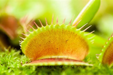 Venus Flytrap | Learn With the South Carolina Aquarium