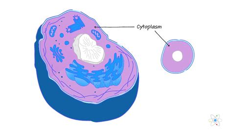 Cytoplasm Function Of - Osmond Satria