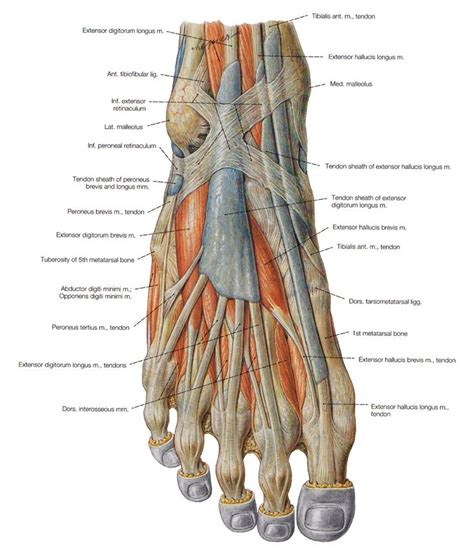 Muscles of the dorsal foot | Foot anatomy, Human anatomy chart, Muscle ...