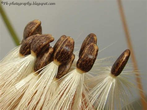 Milk Thistle Seeds | Nature, Cultural, and Travel Photography Blog