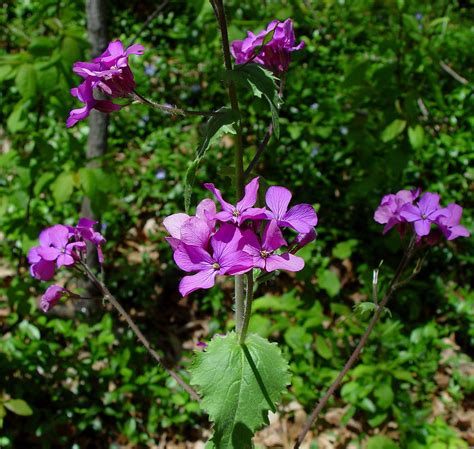 Lunaria annua (annual honesty): Go Botany