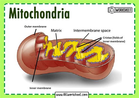 Mitochondria Parts And Functions