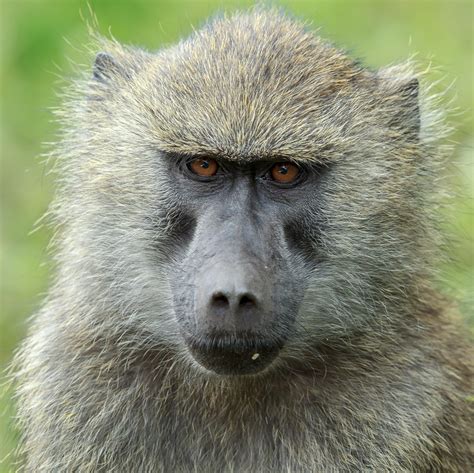 The Congo is home to a variety of monkey species. – Nature Blog Network