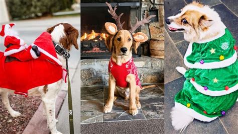 15 Best Dog Christmas Costumes for this Holiday Season.