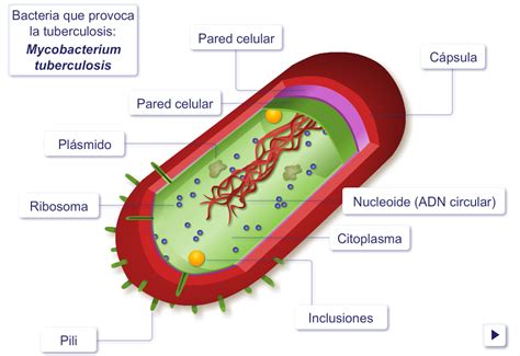 BIOLOGÍA Y GEOLOGÍA 1º ESO: Célula procariota