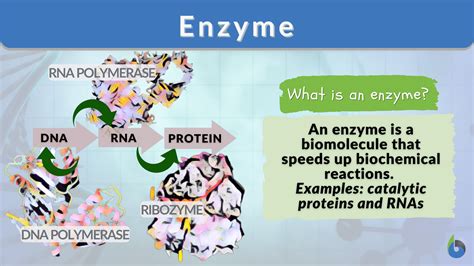 Enzyme - Definition and Examples - Biology Online Dictionary