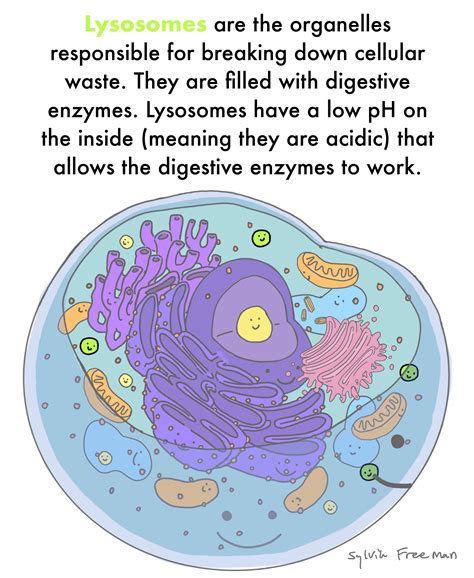 Lysosomes In Animal Cell