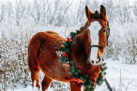 Christmas Horse Images – Browse 87,863 Stock Photos, Vectors, and Video ...