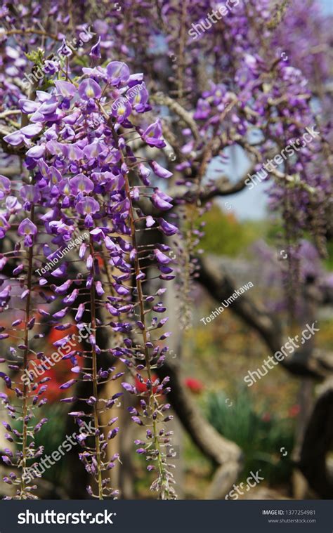 Wisteria Blooms Japan Stock Photo 1377254981 | Shutterstock