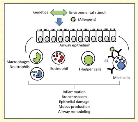 The Inflammatory Response in the Pathogenesis of Asthma