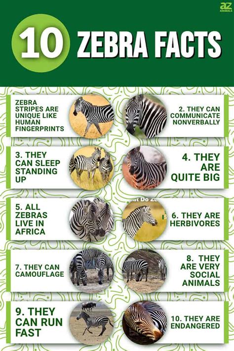 10 Key Facts About Zebras - A-Z Animals