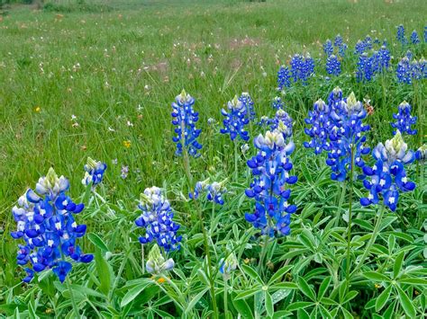 How to Grow Texas Bluebonnets - Lady Bird Johnson Wildflower Center