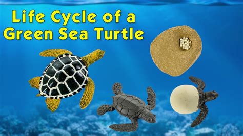 Life Cycle Of A Green Sea Turtle For Kids - bmp-floppy