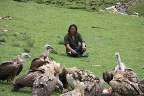 Sky Burial Vultures