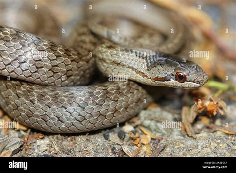 smooth snake (Coronella austriaca) in natural habitat Stock Photo - Alamy