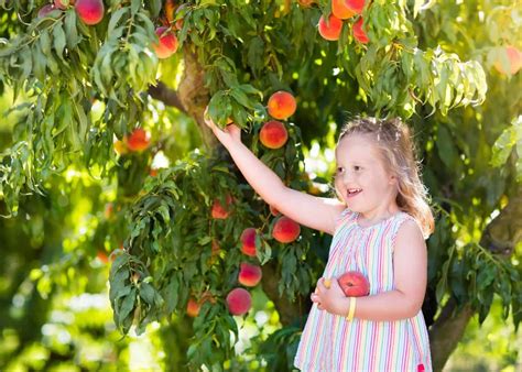 How to keep a peach tree small ???? ???? Pruning and care tips