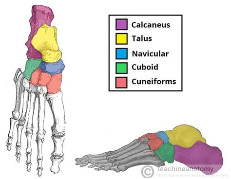 Bones of the Foot - Tarsals - Metatarsals - Phalanges - TeachMeAnatomy