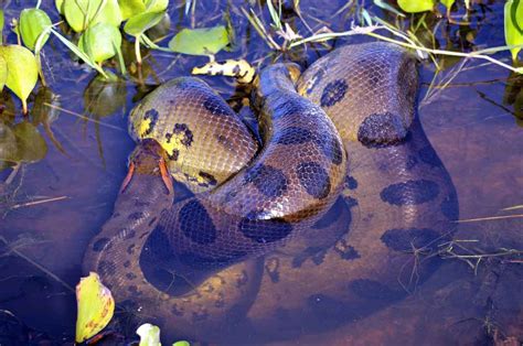 [最も好ましい] anaconda amazon river piranha 206367