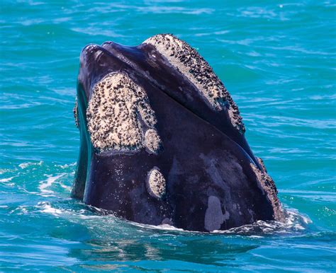 Creature Feature: Whale barnacles