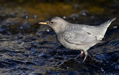 New Protections for Wildlife in Colorado’s Energy Future | Audubon Rockies